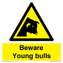 beware-young-bulls~
